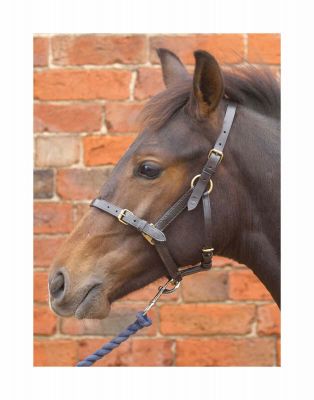 Hy Leather Foal Head Collar